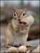 Cheerful-And-Playful-Squirrels-3